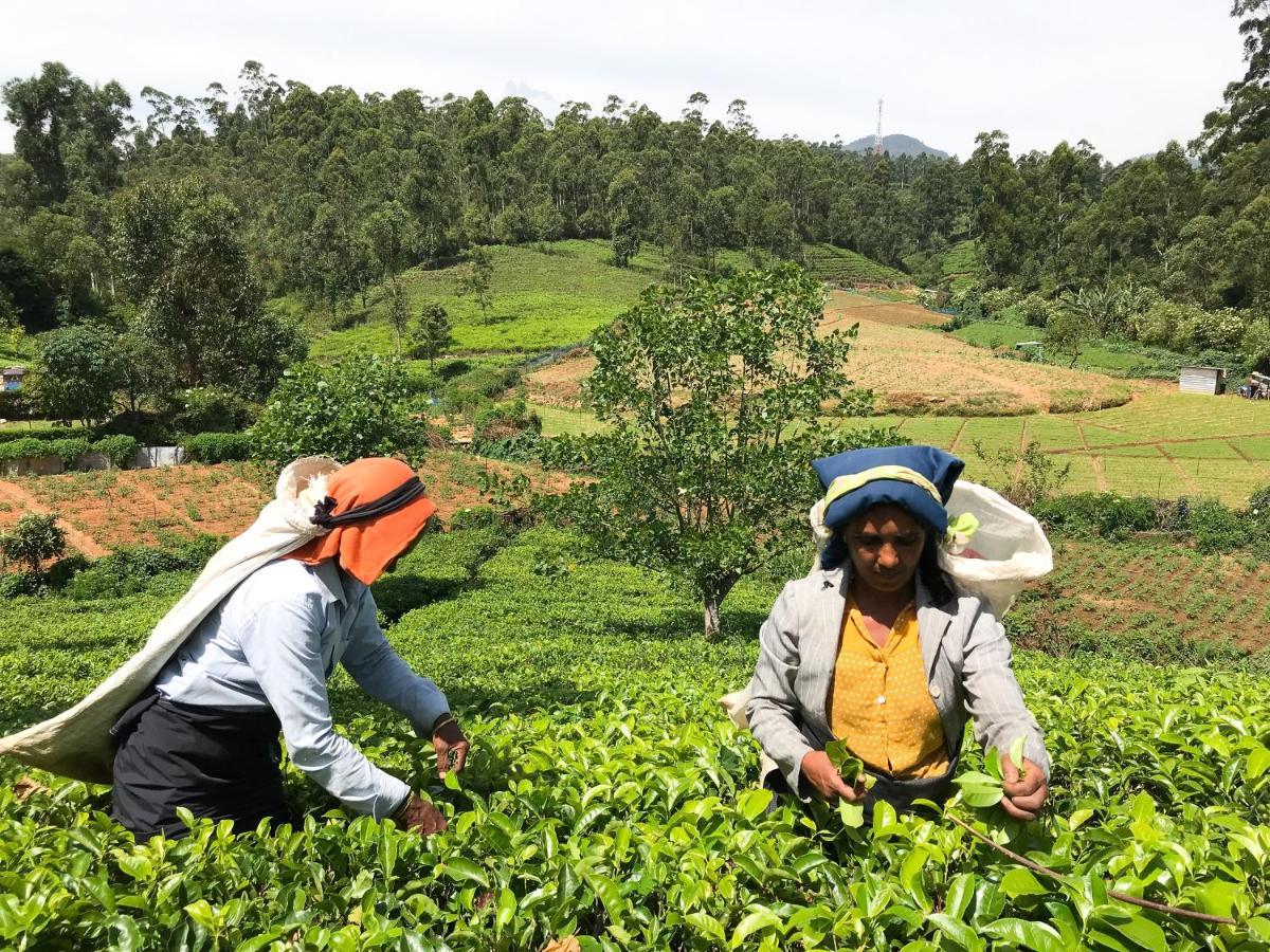 Stafford Bungalow Nuwara Eliya Dış mekan fotoğraf